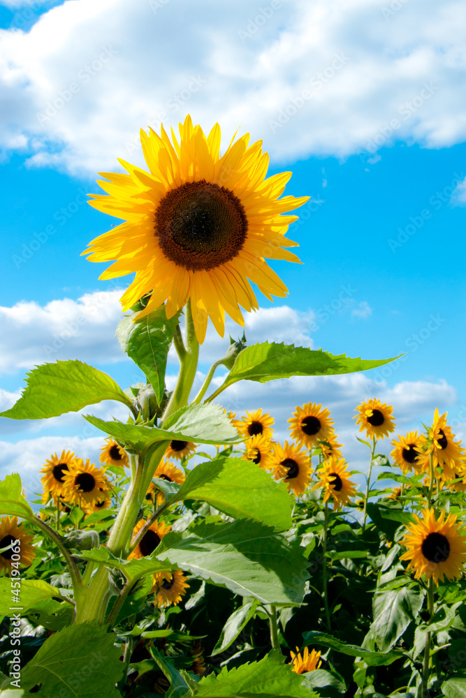 Fototapeta premium Field of Sunflowers