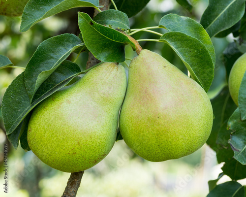 Bartlett pears hanging on the tree