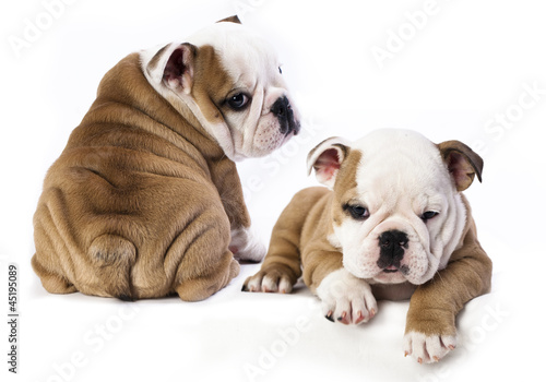 Fototapeta Naklejka Na Ścianę i Meble -  english Bulldog puppy