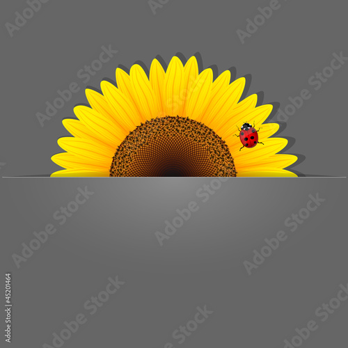 Fototapeta Naklejka Na Ścianę i Meble -  Sunflower and ladybird on grey background. Vector illustration. 