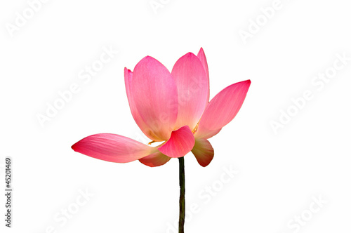 Lotus flower © bbbar