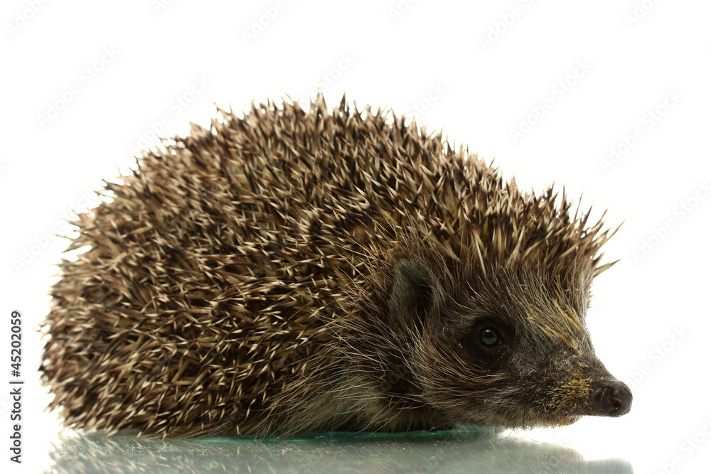 Hedgehog, isolated on white Hedgehog, isolated on white
