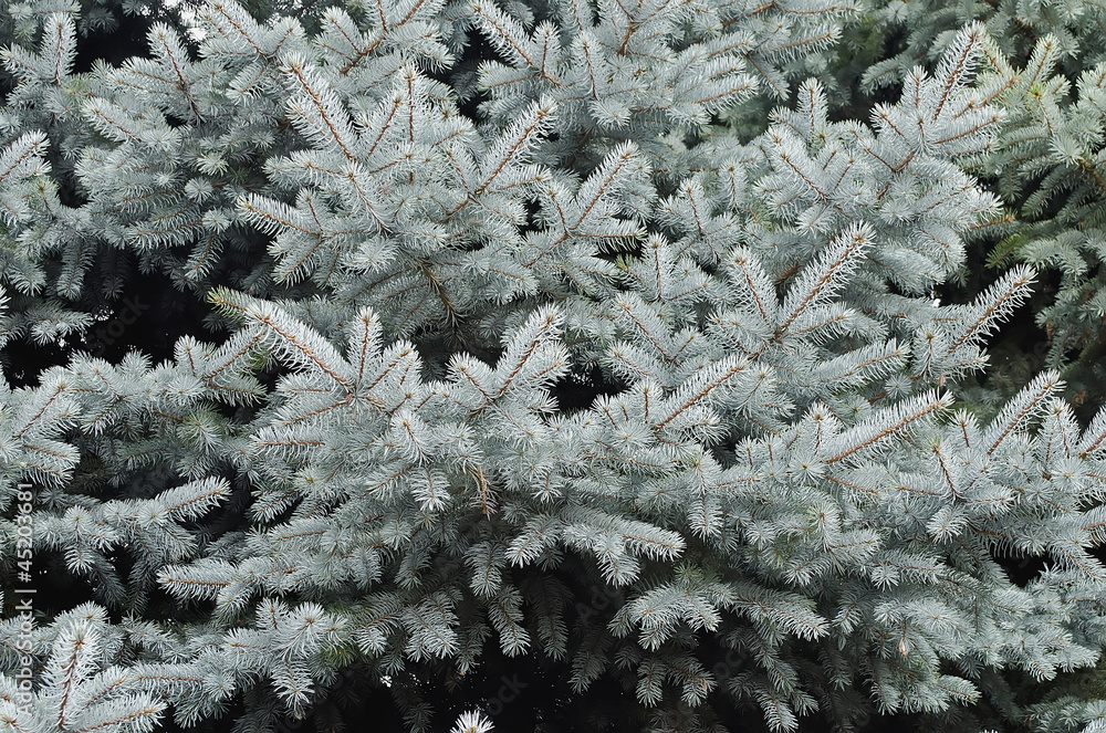 The branches of fir tree close-up