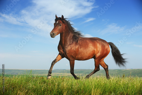 Obraz na plátně Beautiful brown horse running trot