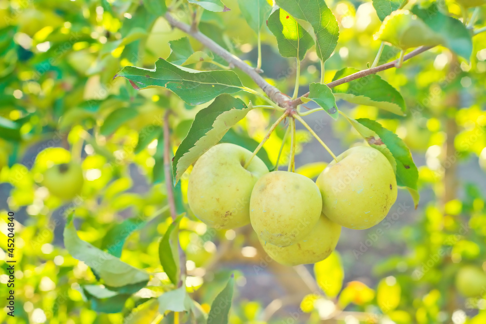 Green apples on a tree Green apples on a tree