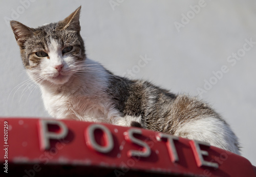 Foto Cat on a Postbox