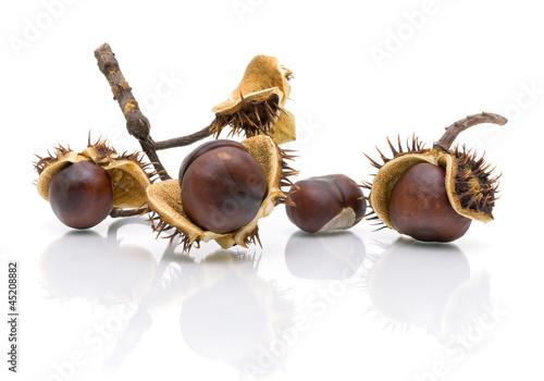 four mature chestnut closeup