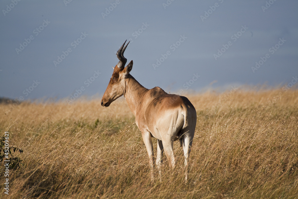 Antelope African safari in Kenya Antelope African safari in Kenya