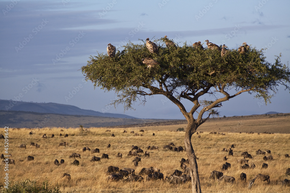 Obraz premium krajobraz sawanny w Kenii