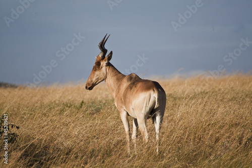 Antelope African safari in Kenya