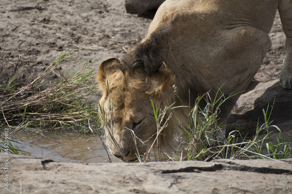 African Lion in Kenya African Lion in Kenya