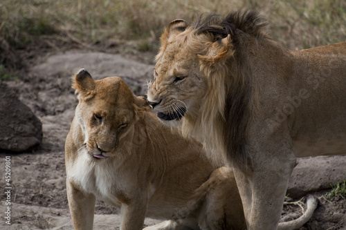 African lions in Kenya