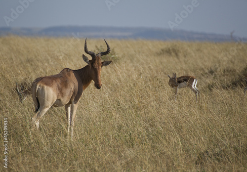 Antelope African safari in Kenya