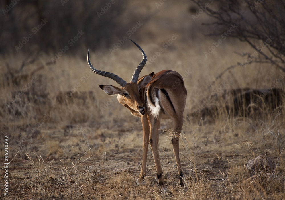 Fototapeta premium Impala antelope in Kenya