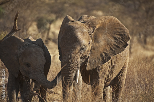 African elephant in Kenia