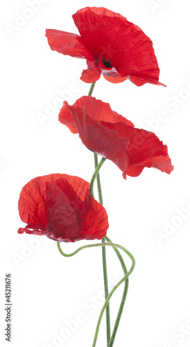 Fototapeta Naklejka Na Ścianę i Meble -  poppy