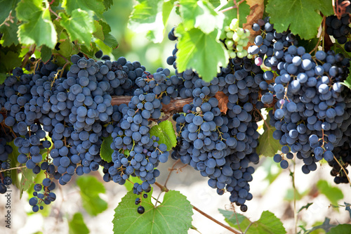 Bunches of ripe grapes photo