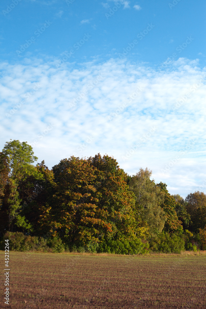 Edge of forest. Edge of forest.