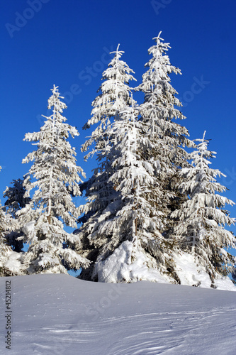 Christmas tree in the snow. © vetal1983