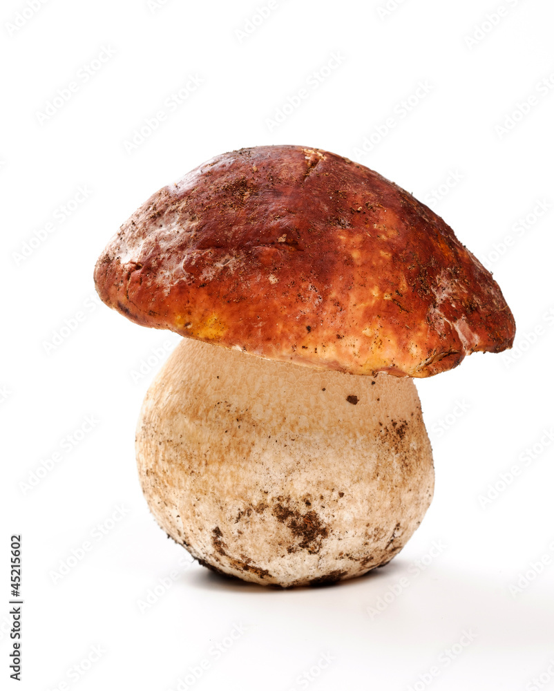 Fungo porcino - Porcino mushroom, close-up Fungo porcino - Porcino mushroom, close-up