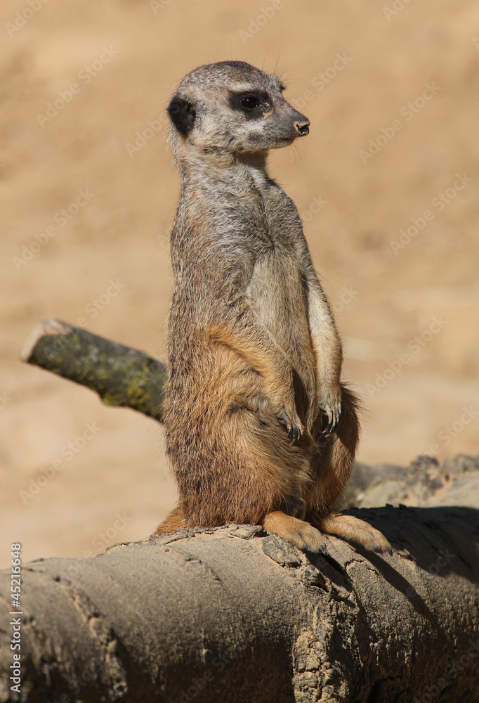 Fototapeta premium zoo,erdmännchen