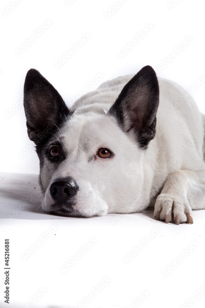 Schwarz-Weißer Hund mit Kopf am Boden