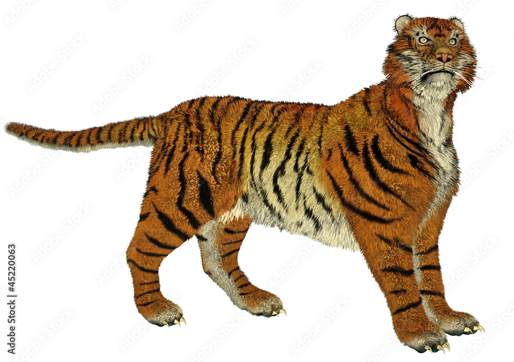 Obraz premium Tiger standing