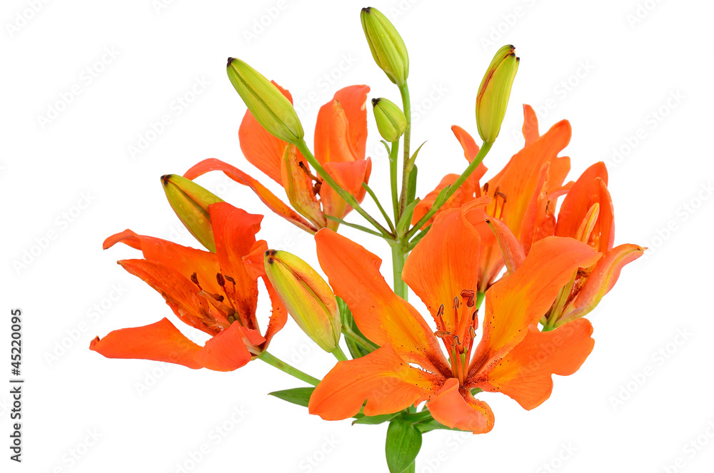 Close up Tiger Lily flower Close up Tiger Lily flower