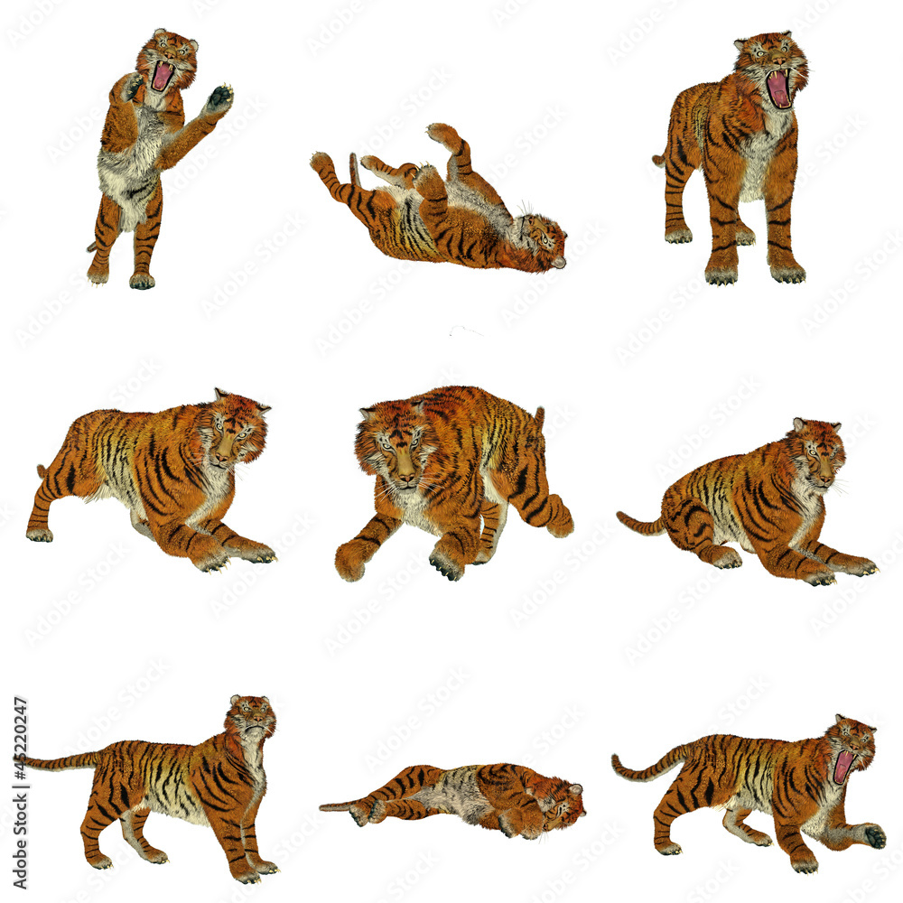 Naklejka premium Set of tiger poses