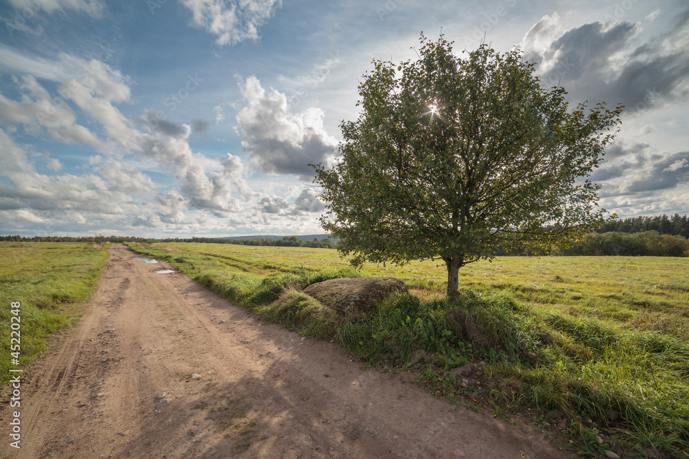 Autumn road on an oblique field with one tree
