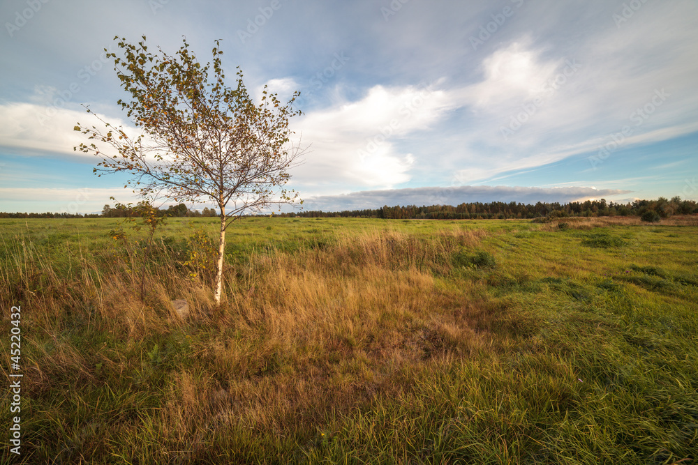 One tree on an autumn oblique field in the sunny day One tree on an autumn oblique field in the sunny day