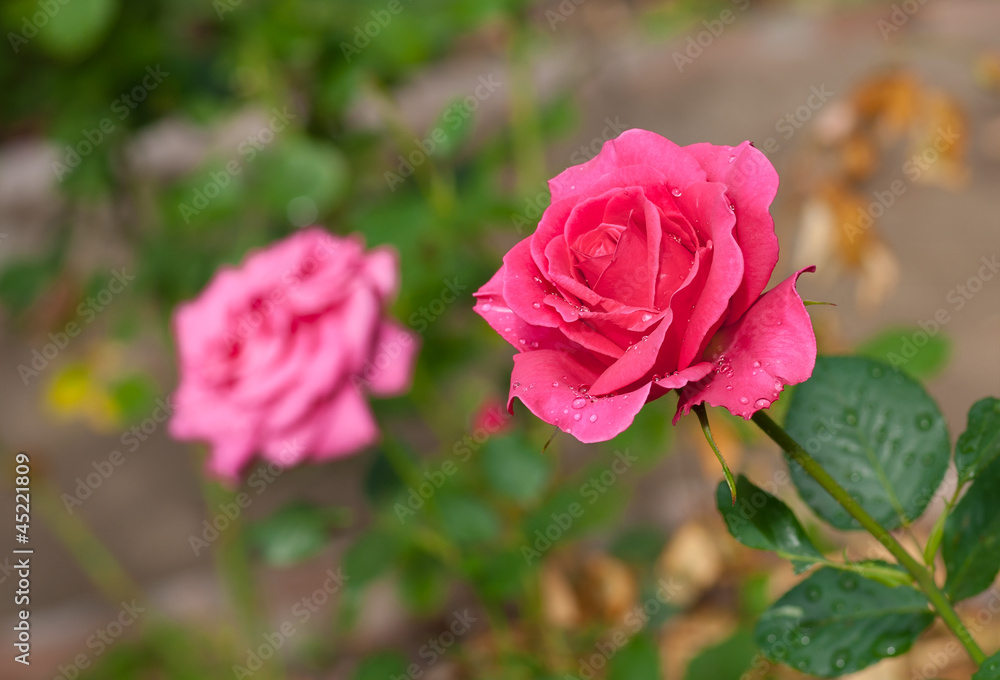 Cream-colored roses in the summer garden. Cream-colored roses in the summer garden.