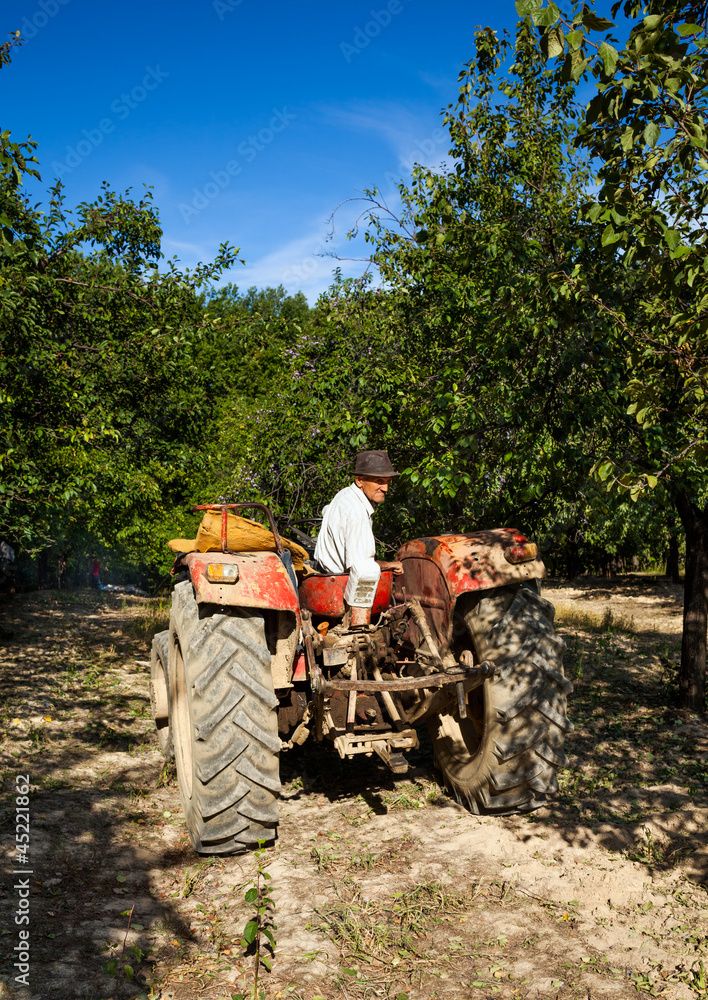 Obraz premium Old man driving in reverse his tractor through an orchard