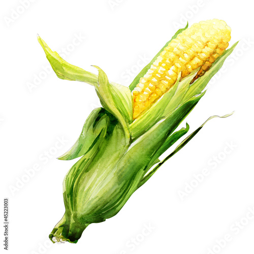 corncob with leaf