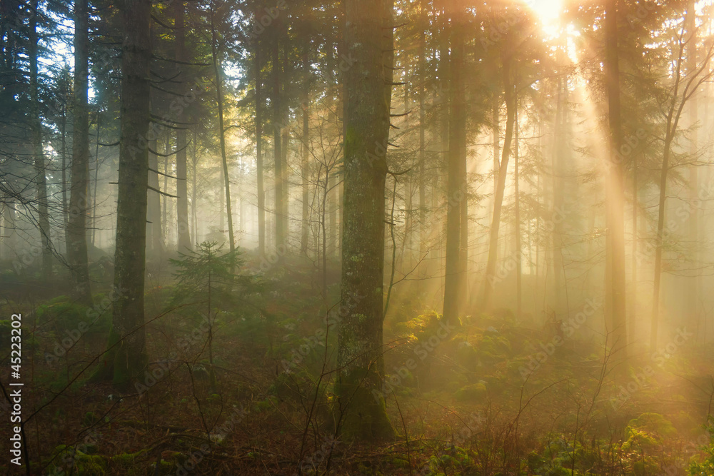 Autumn morning in the foggy forest