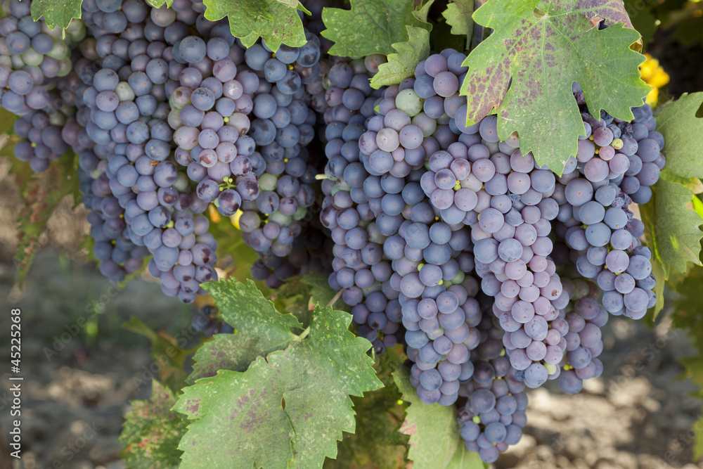 Red Wine Grape Clusters