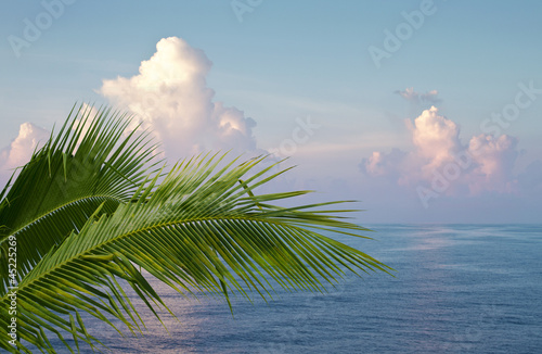 Palm and ocean