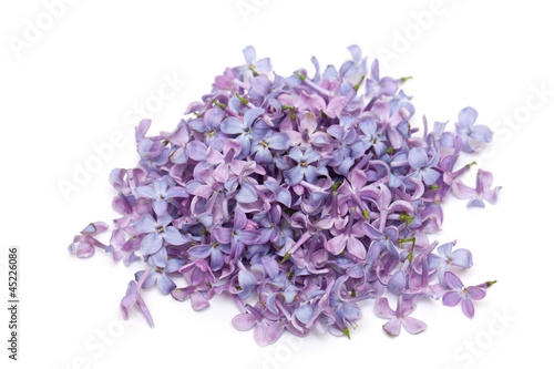 lilac flowers