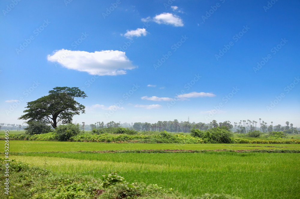 Naklejka premium Lush green paddy fields in India