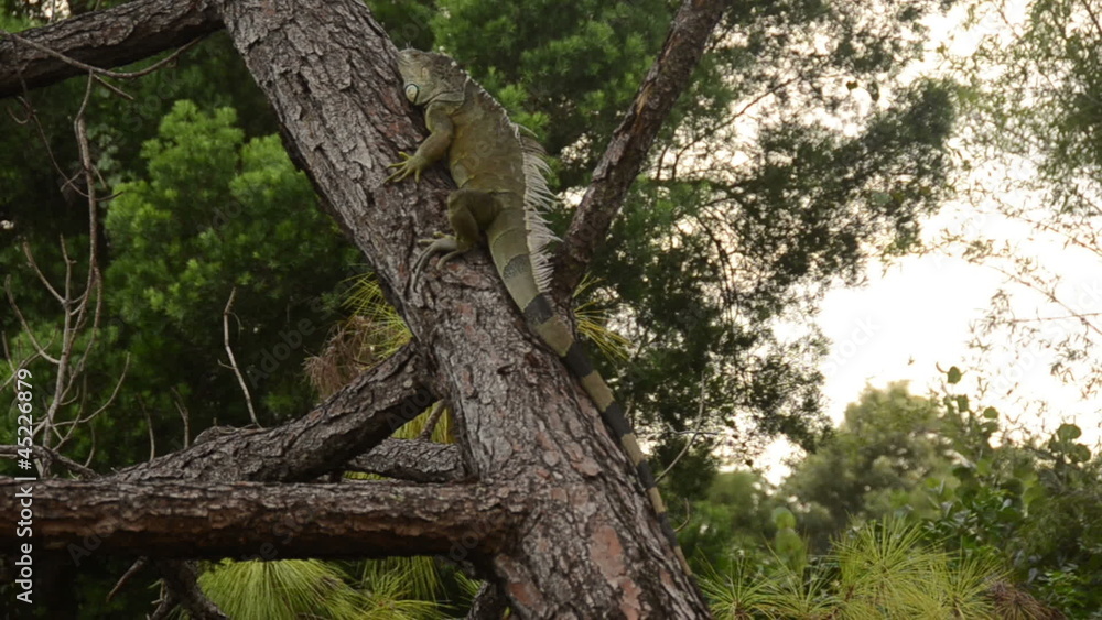 Large iguana resting