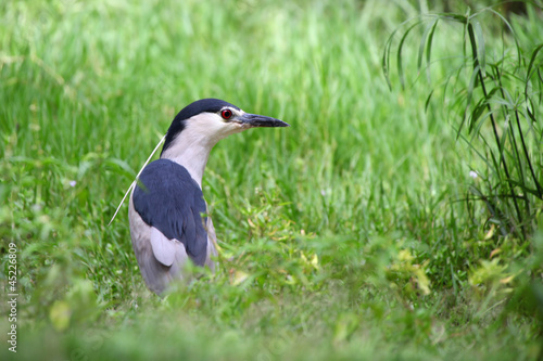 Small Grey heron in the grass lands