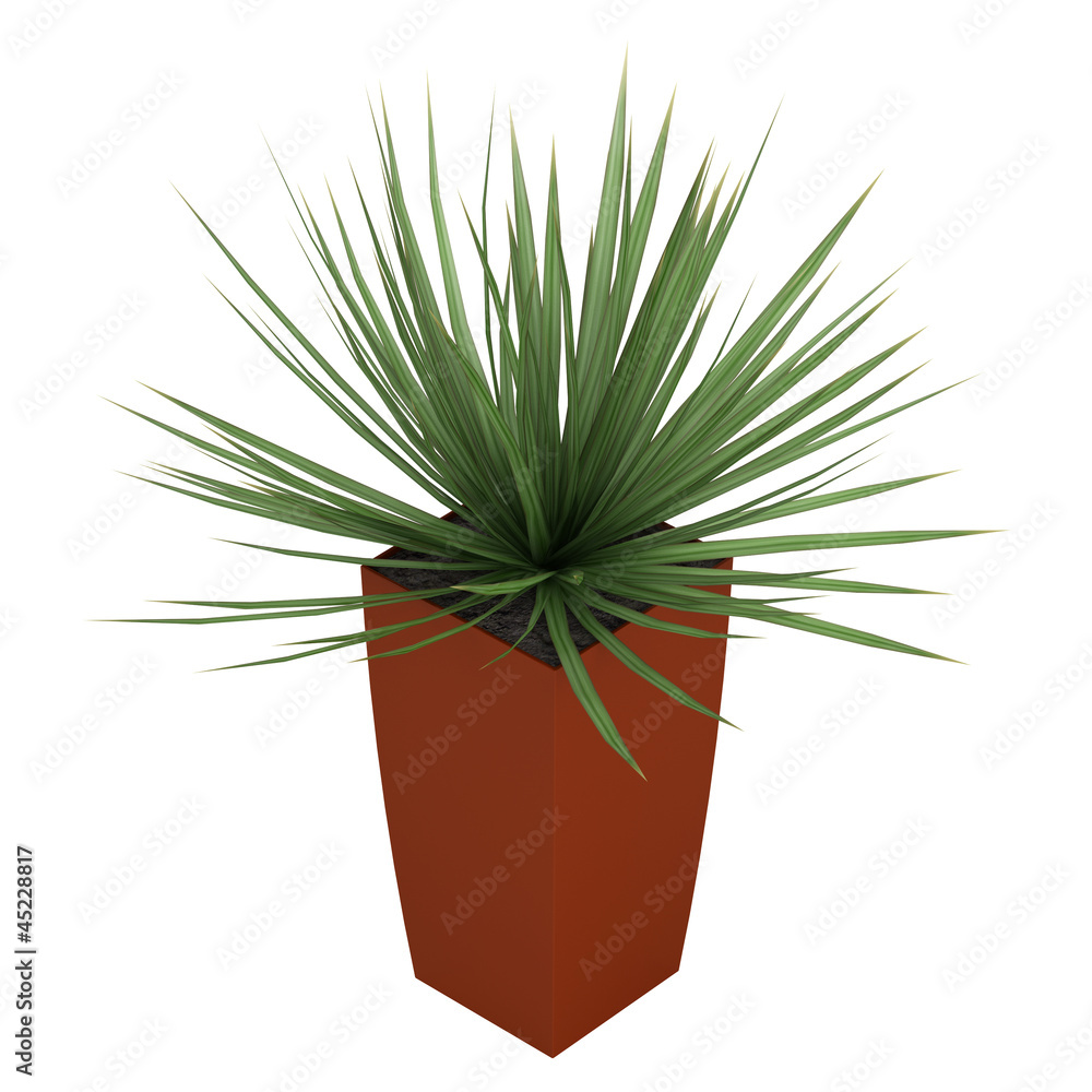 Fototapeta premium Dracena houseplant in a tall container