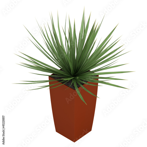 Dracena houseplant in a tall container