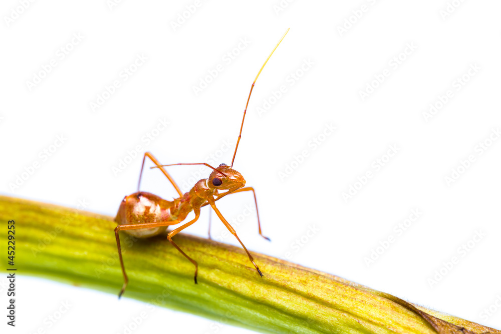 Naklejka premium assassin bug