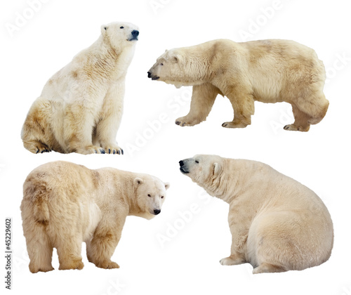 polar bears. Isolated over white