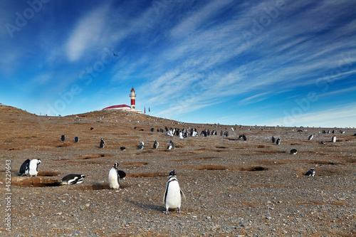 Magellanic penguins on Magdalena island, Chile