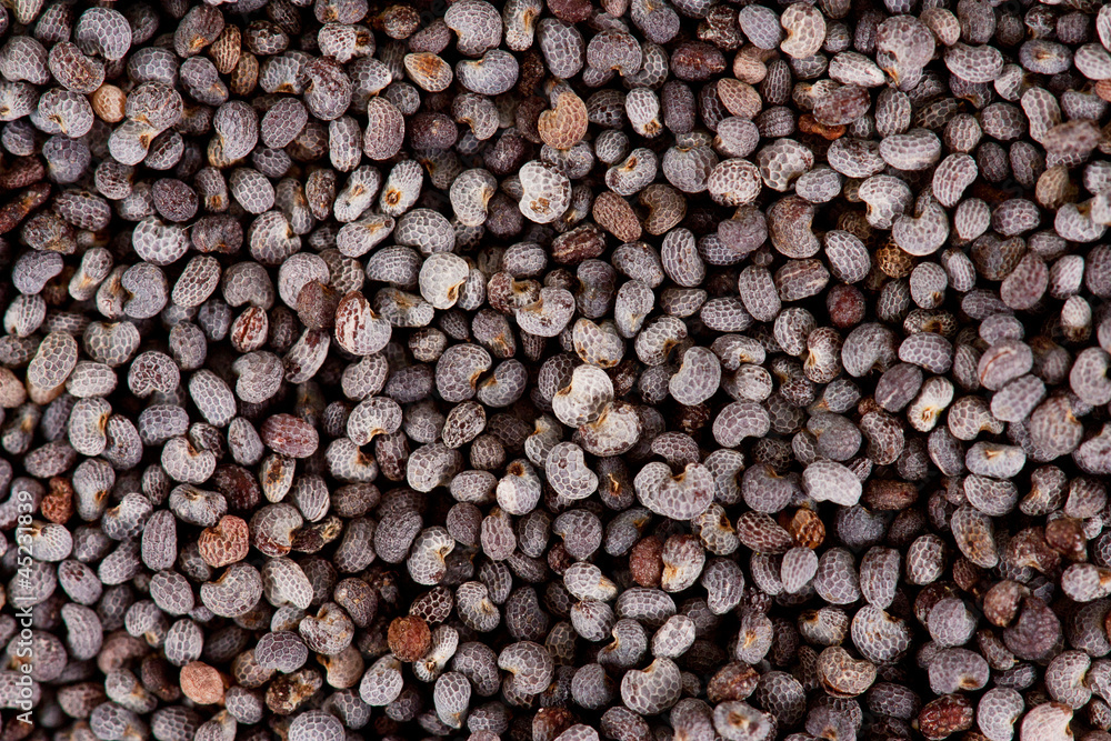 Poppy-seed Poppy-seed
