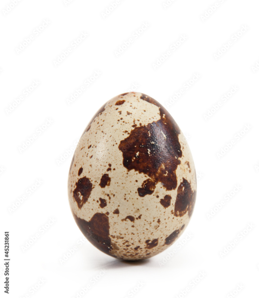 egg egg