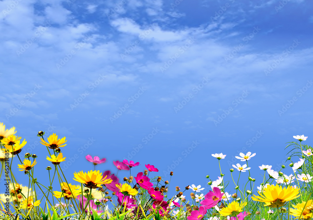 Blumenwiese Blumenwiese