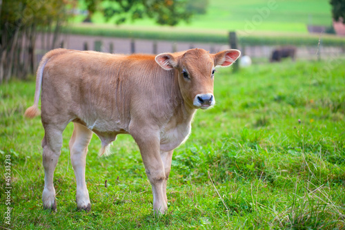 Fotografie, Tablou pretty calf standing alone